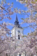 The old white church is visible through the flowering branches of the trees.