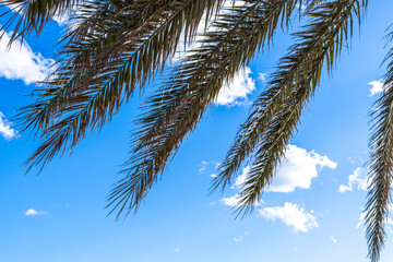 A palm tree is shown with its leaves spread out in the sky. The sky is blue with a few clouds...