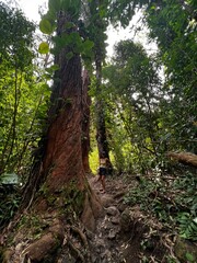 Fototapeta premium People hiking up a tall tree in a dense forest