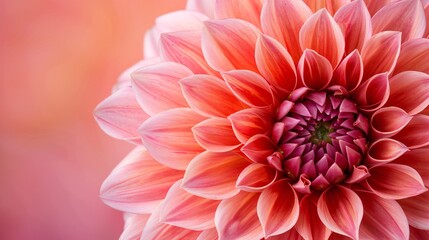 Fototapeta premium Flower on background, a depiction of amazing beauty. Blossoming and colorful, it's a gorgeous natural sight.