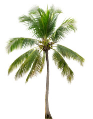 Fototapeta premium Realistic coconut palm tree