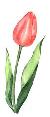 Red spring tulip. Watercolor illustration, postcard.