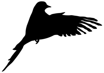 black silhouette of a bird without background