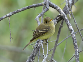 Pacific coast Flycatcher also known as Western Flycatcher
