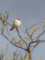 American Kestrel in Sierra Vista, Arizona