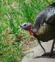 Turkey (Tom). Closeup of a young male. This is the Rio Grande subspecies of Meleagris gallopovo, the wild turkeys introduced in California. 