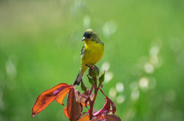 Lesser goldfinch, Spinus psaltria, perched on a rosebud.