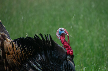 Male Turkey (Tom) closeup. This is the Rio Grande subspecies of Meleagris gallopovo, the wild turkeys introduced in California. 