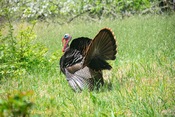 Male Turkey (Tom) in full display. This is the Rio Grande subspecies of Meleagris gallopovo, the...