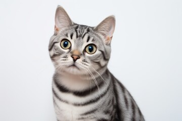 Close-up portrait photography of a smiling american shorthair cat exploring isolated in minimalist or empty room background