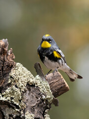 Audubon Yellow-rumped Warbler Male in Breeding Color
