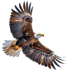 Obraz premium American Eagle is flying isolated on transparent background