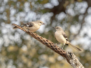 Mockingbird Adult & Fledgling