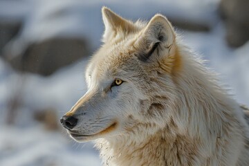 Portrait of a white wolf in the snow,  Close-up