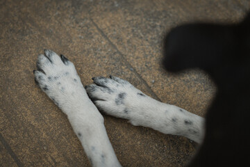 Dog paws on a concrete floor