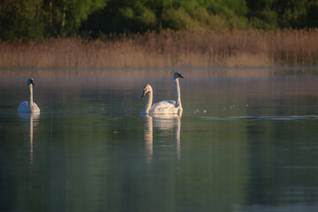 swans on the morning lake