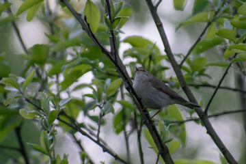 Willow Warbler on a tree