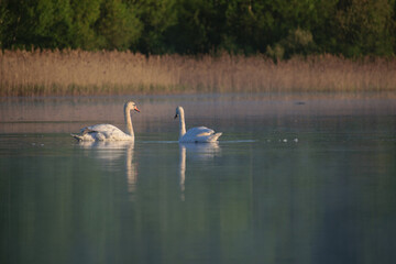 family swans on the lake