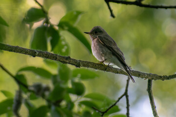 Spotted Flycatcher on a branch