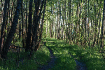 morning in the forest