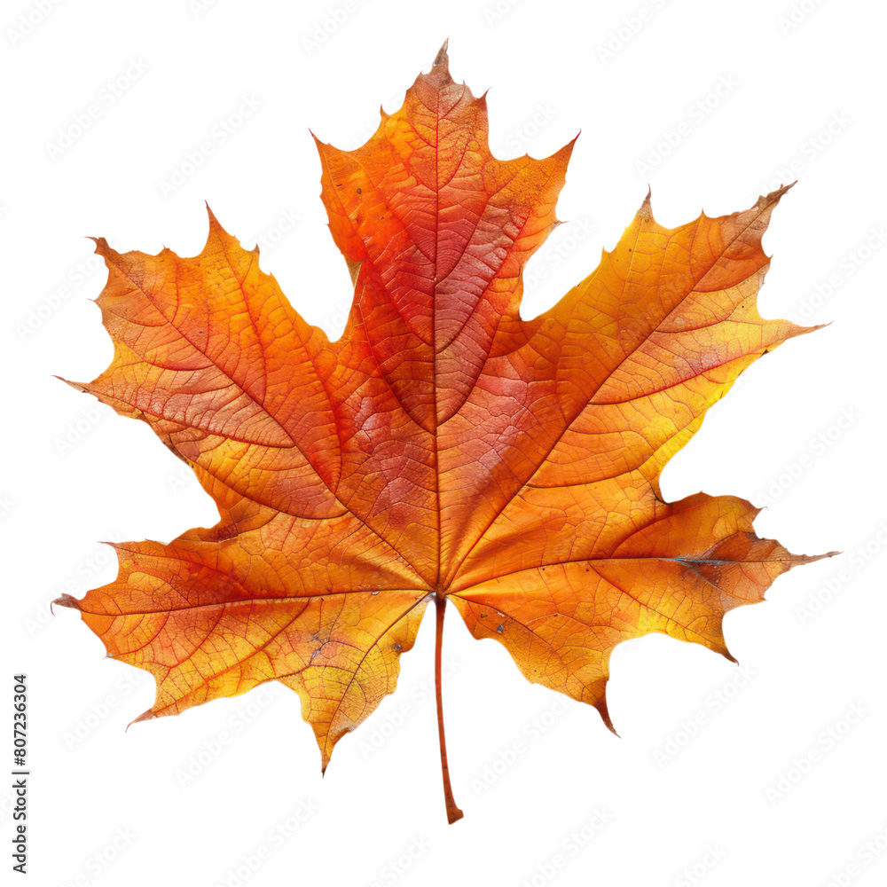 Wall mural maple leaf isolated on transparent background