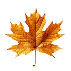 Maple leaf isolated on transparent background