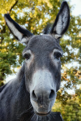 Portrait of a grey donkey with treetops in the background