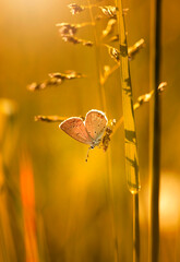 Wiosenny motyl na łące wśród traw, zachód słońca. 
