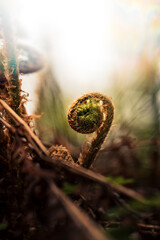 Grüner Wald, Wald in Deutschland, Flora, Pflanzen im Wald, Wachstum im Wald, Frühling