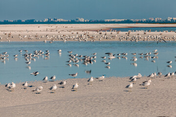 Seagulls on the beach