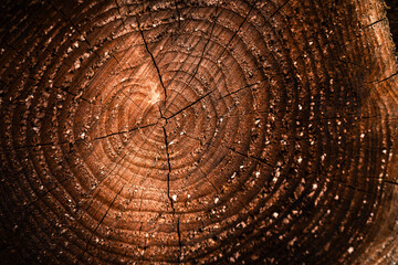 Baumstamm, Jahresringe, Holz, Holzernte, Baumfällung, Baum