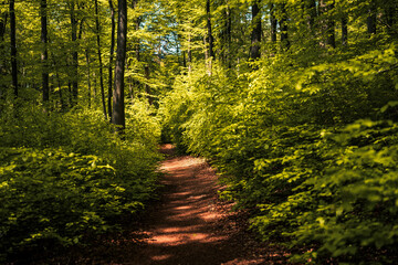 Wandern in Deutschland, Westerwald, Wanderwege, Wandern im Wald