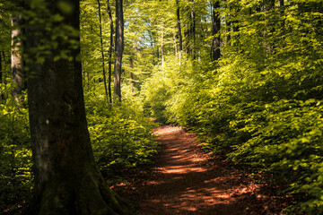 Wandern in Deutschland, Westerwald, Wanderwege, Wandern im Wald