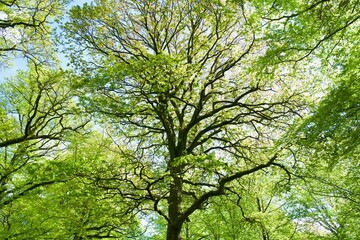 green oak tree branches in the spring