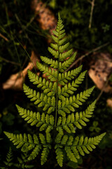 Grüner Wald, Wald in Deutschland, Flora, Pflanzen im Wald, Wachstum im Wald, Frühling