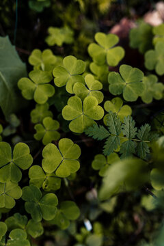 Gr&uuml;ner Wald, Wald in Deutschland, Flora, Pflanzen im Wald, Wachstum im Wald, Fr&uuml;hling