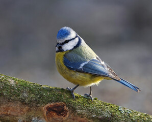 Obraz premium Eurasian blue tit (Cyanistes caeruleus) sitting on a branch in the garden in spring.