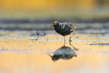 Ruff (Calidris pugnax) male feeding in the wetlands in summer.	
