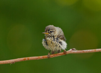 Wet willow warbler (Phylloscopus trochilus) drying off it's feathers after a bath in summer.