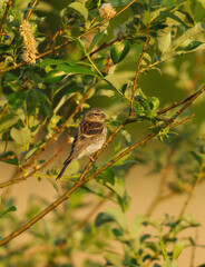 Fototapeta premium Common redpoll (Acanthis flammea) juvenile perched in a bush in summer.