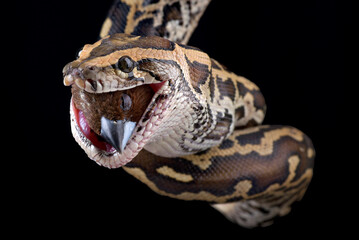 Big python eating a bird