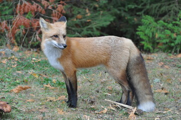 Red Fox in Superior National Forest, MN