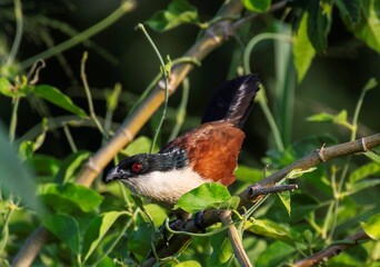 An African Red eyed bulbul on a tree branch in extreme close up