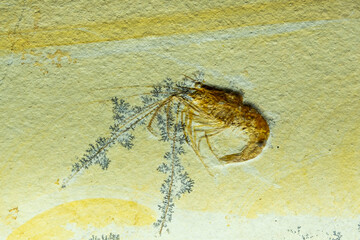 Very old fossil of a shrimp or anthropos si, a crustacean from the Upper Jurassic