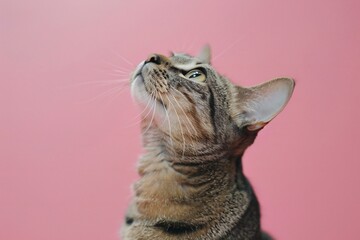 Cute tabby cat on pink background, close-up