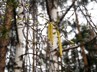 Catkins of a flowering birch close-up against the background of tree trunks. Raindrops are visible...