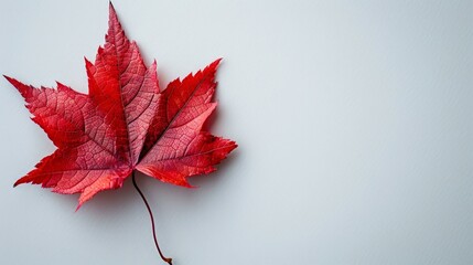 Vibrant Red Maple Leaf Isolated on a Crisp White Background for Autumn Themes, copy space