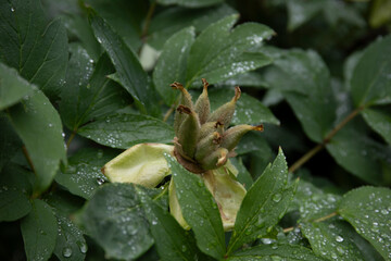 Trree peony flowers and seeds pod