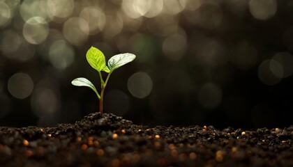 A single green seedling emerging from rich, dark soil, isolated against a dark background, symbolizing growth and new beginnings.