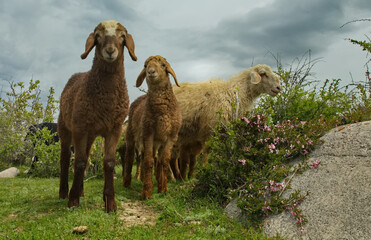 Northern Kyrgyzstan. A flock of purebred sheep graze among the bushes on the shore of Lake Issyk-Kul.